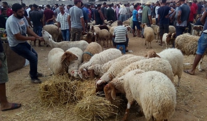  سوسة.. برمجة 22 نقطة بيع منظّمة فقط لبيع الأضاحي؟